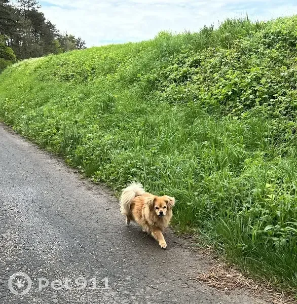 Chien perdu près de Courtenay 38 - photo