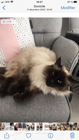 Chatte siamoise perdue à Lahourcade - photo