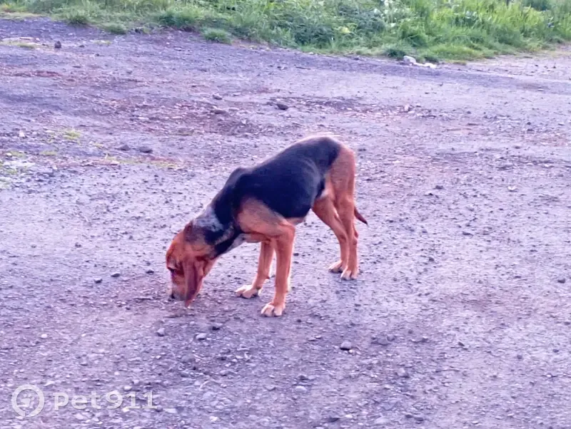 Chien perdu près du Crest - photo