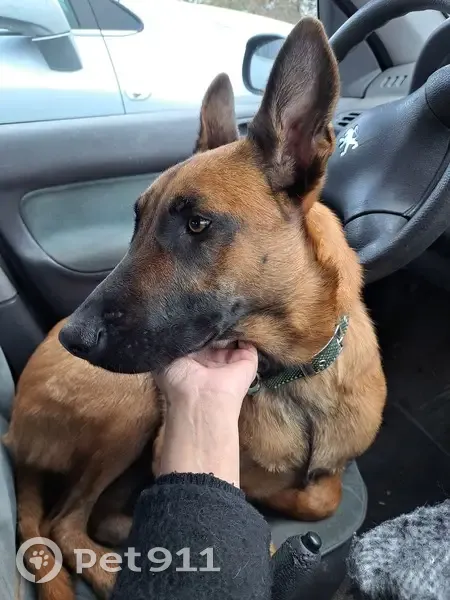 Malinois Perdu à Torigny-les-Villes - photo