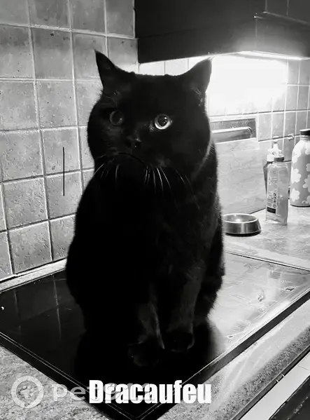 Chat British noir perdu à Paris - photo