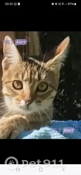 Luna, chaton tigré perdu à Andrésy - photo
