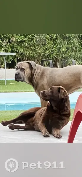 Alerte: Deux Chiennes Perdues - photo