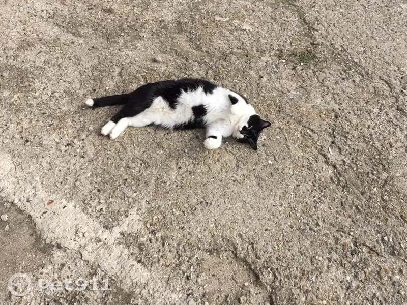 Loulou, chat perdu à Chaintreaux - photo