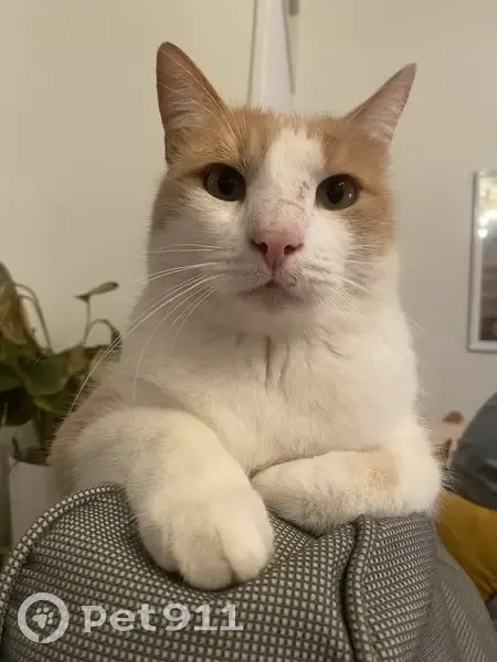Chat blanc perdu à Quintenas - photo