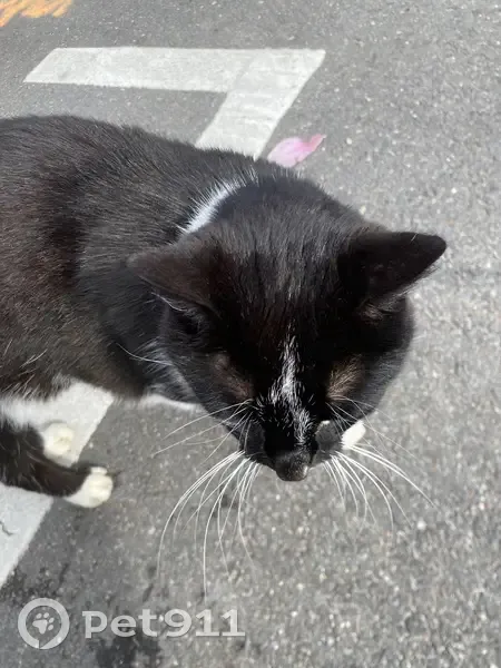 Chat noir et blanc blessé trouvé - photo