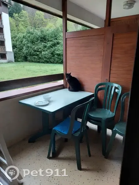 Chat silencieux marqué trouvé - photo