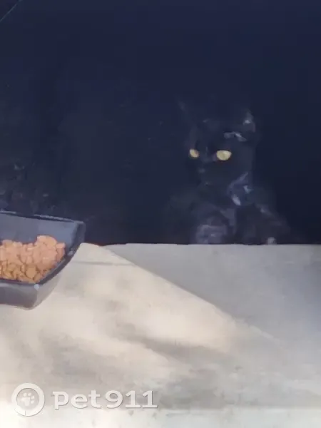 Chat noir timide perdu à Lyon - photo