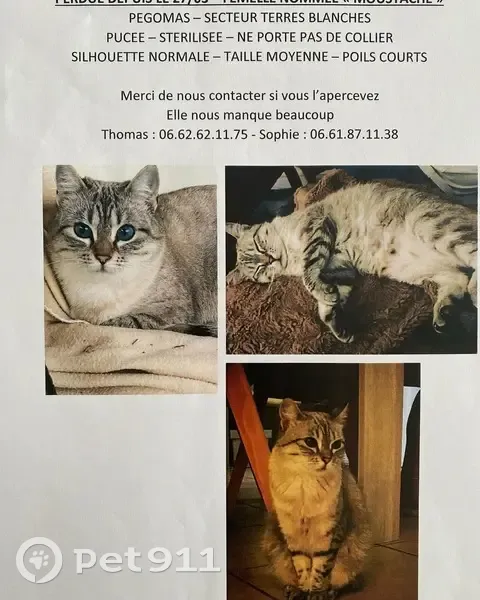 Chat siamois perdu à Pégomas - photo