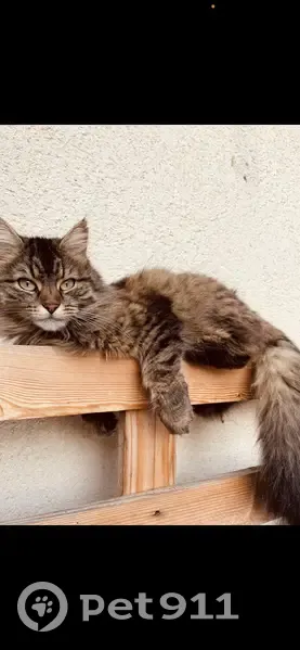 Chatte européenne perdue à Brou - photo