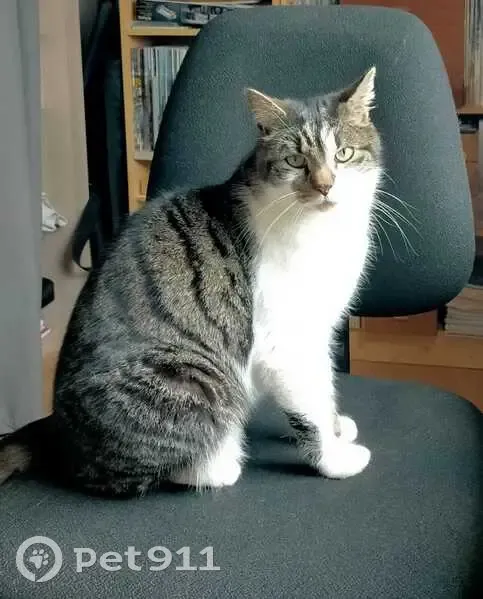 Chat perdu et pucé à Ploudalmézeau - photo