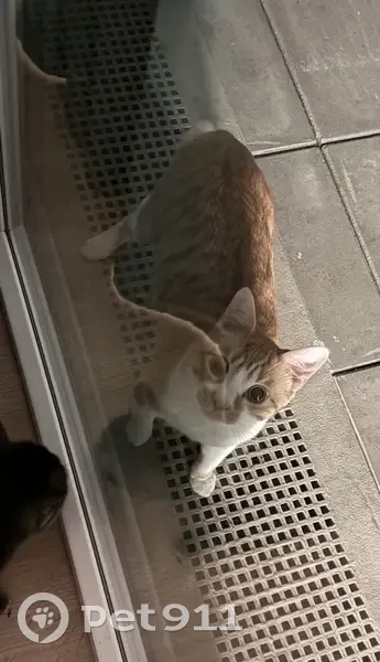Chatte tigrée trouvée à Lille - photo