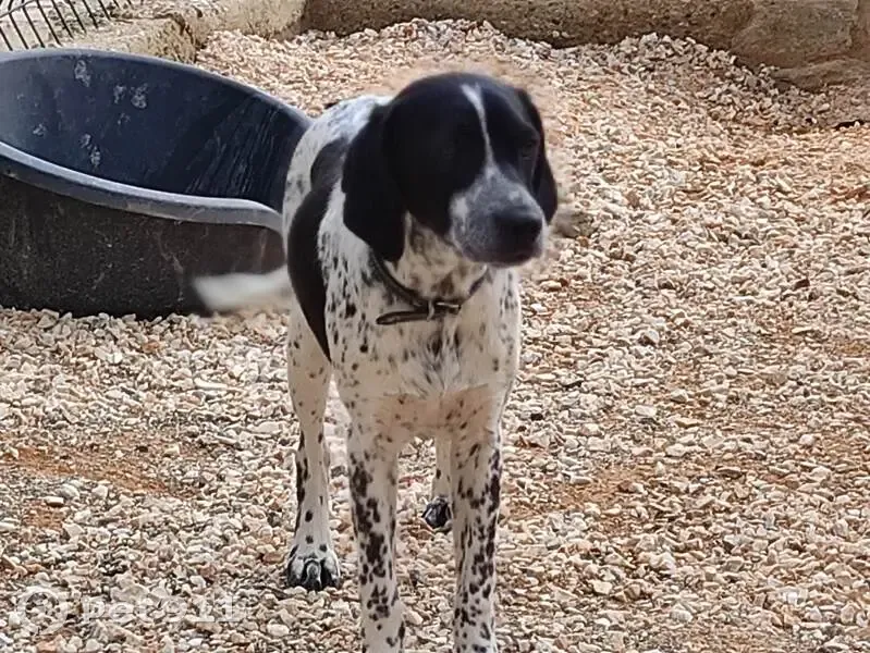 Chien noir/blanc perdu - Le Soler - photo