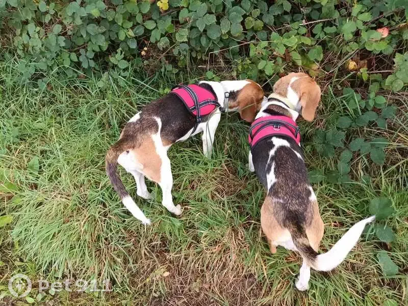 Missy et Daisy, Beagles Perdues - photo