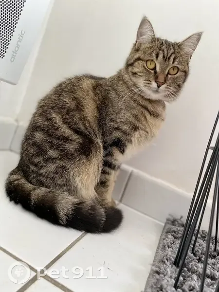 Chatte Nala perdue à Trégueux - photo