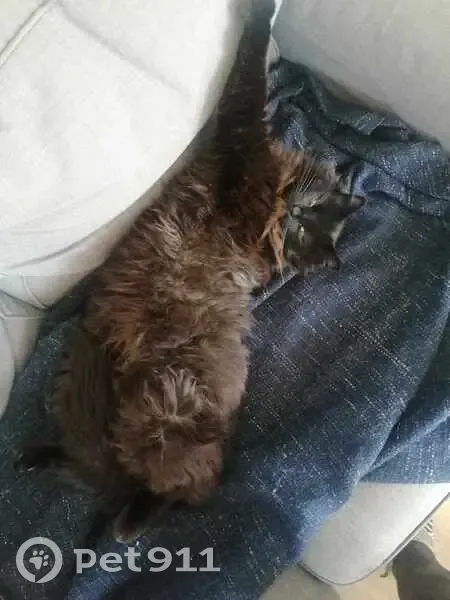 Belzébuth, chat perdu à Serrières - photo