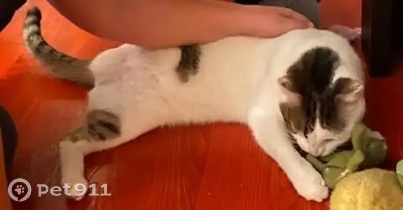 Chat blanc handicapé perdu - photo