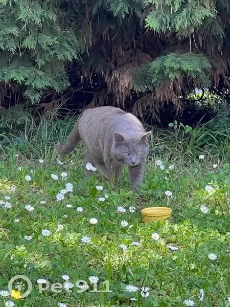 Chat gris perdu miaule fort - photo