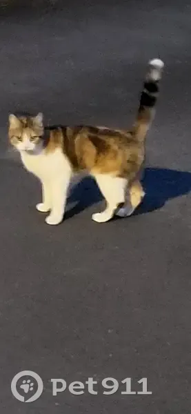 Chatte trouvée, rue Corneille - photo