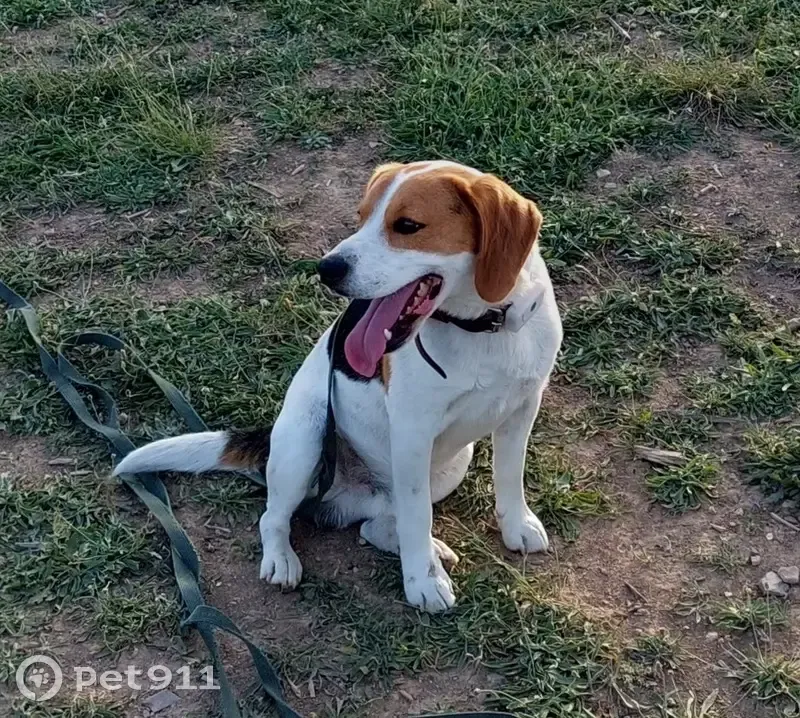 Mirko, chien perdu près de Nîmes - photo