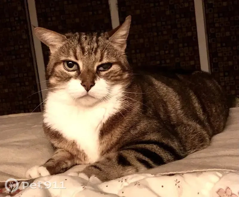 Chat Helias tigré disparu à Paris - photo