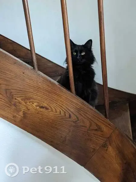 Chat Faisca perdu à Cognac - photo