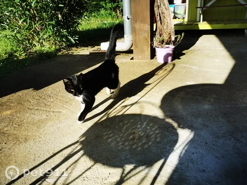Chaton noir et blanc trouvé - photo