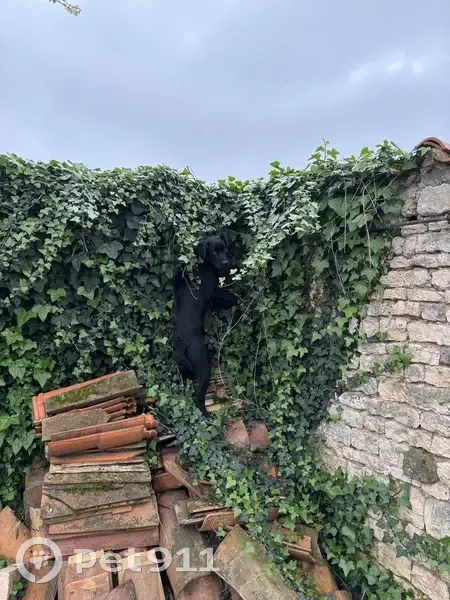 Chien perdu à Foussignac trouvé - photo
