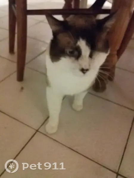 Chat Siamois Borgne Perdu - Orvault - photo