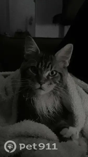 Urus, Maine Coon perdu à Courchamps - photo