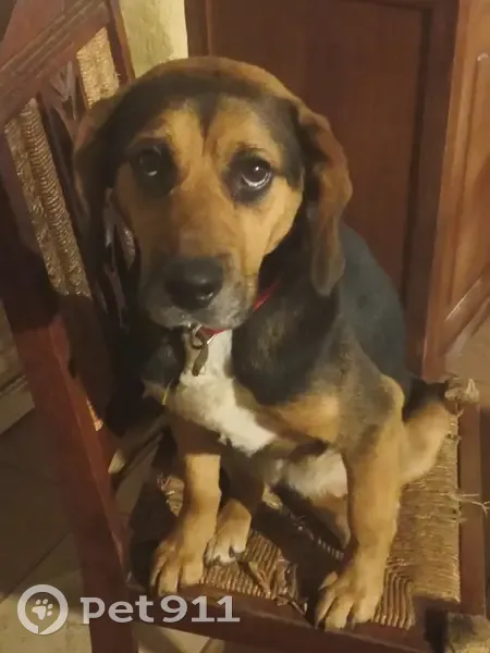 Chienne Beagle/Beauceron Perdue - photo