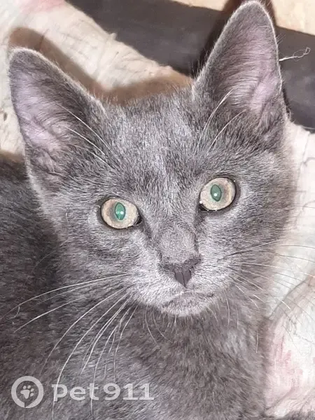 Chat gris perdu à Lucé, pucé - photo