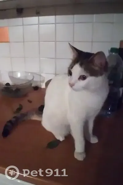 Chat tigré perdu à Marseille - photo