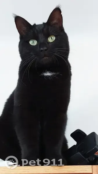 Chatte noire perdue au Pradet - photo
