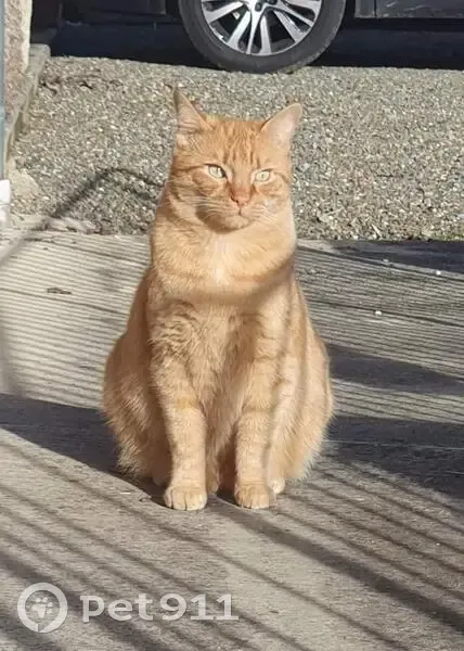 Chat tatoué perdu à Urgosse - photo