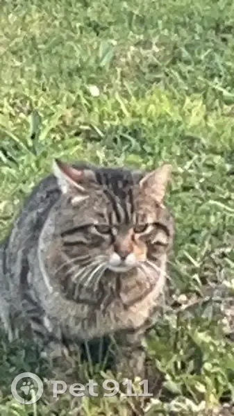 Chat sociable trouvé à St Cyr - photo
