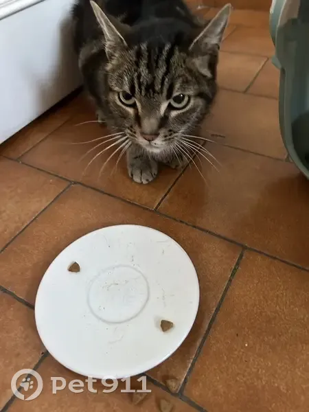 Chat tabby trouvé à Jouy-le-Moutier - photo