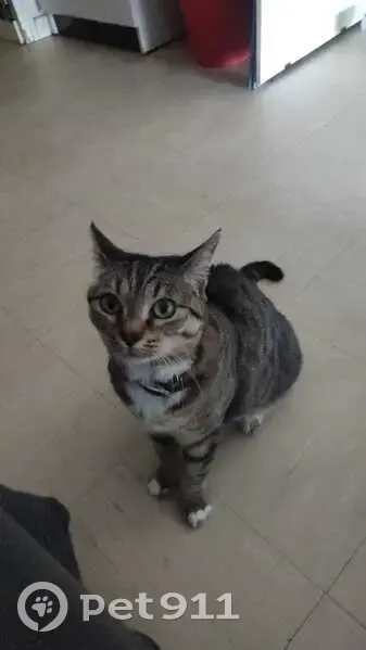 Chat gris et blanc perdu à Reims - photo