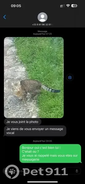 Chat gris-noir perdu, Draveil - photo