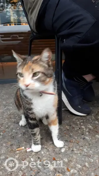 Chat perdu avec collier vu à Nègrepelisse - photo