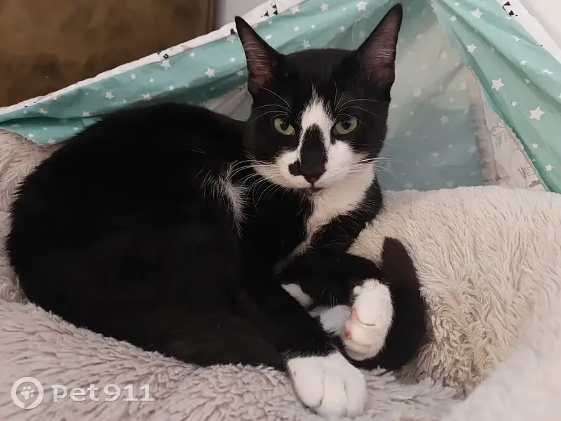 Chat disparu Garçon, Paris (fl502327) - photo