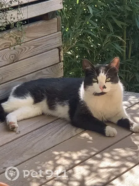 Chat noir et blanc perdu - photo