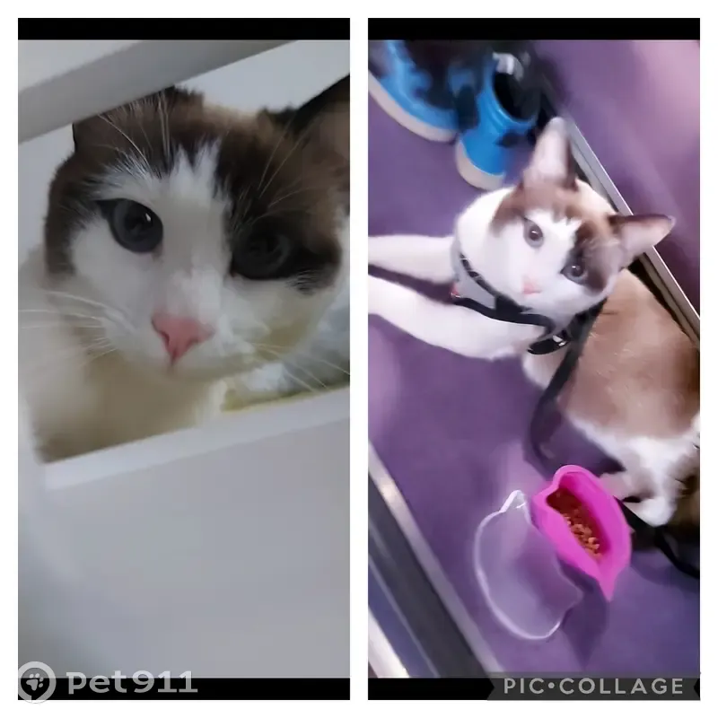 Simba disparu à Créteil - photo