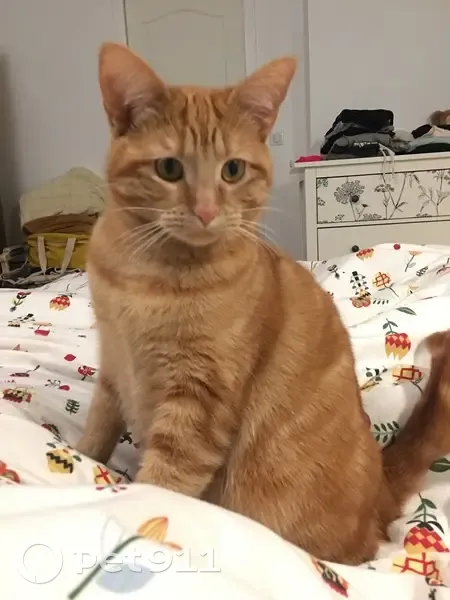Avis de recherche: Maya, chatte rousse - photo