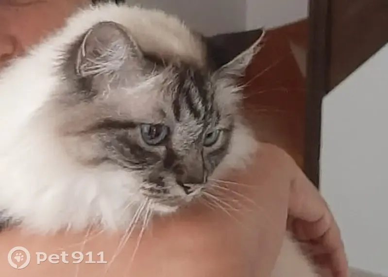 Chat âgé perdu à Herblay - photo