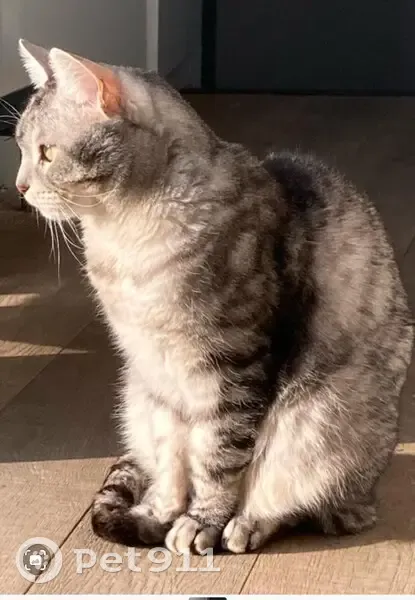 Chat tigré perdu à Nogent - photo