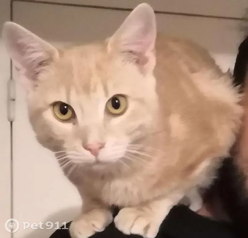 Chat perdu à Billère, 18B Av. d'Esté - photo