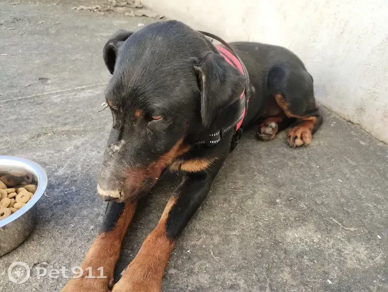 Trouvée: Beauceronne blessée - photo