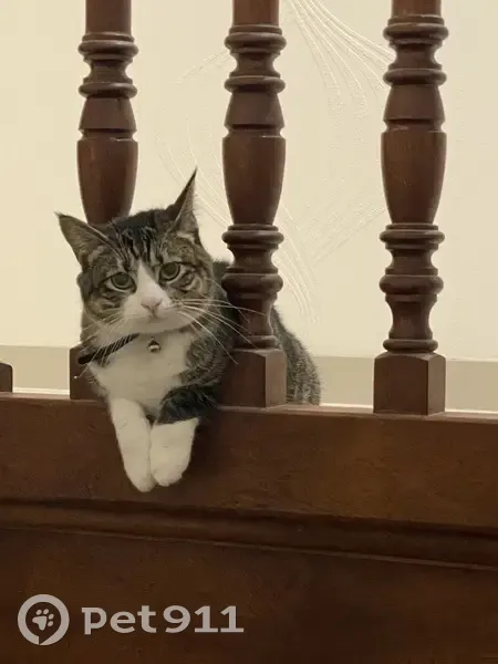 Chat tigré perdu à Milizac - photo