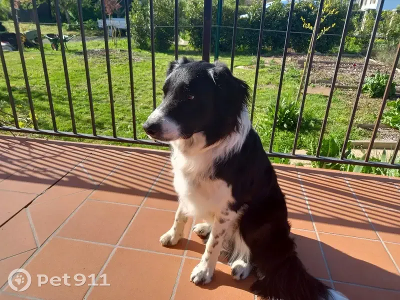 Chien Border Collie perdu près Vitam - photo